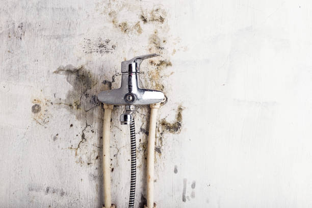 Best Mold Removal Near Me  in Pelican Bay, TX