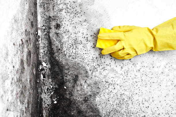 Best Mold Removal Company Near Me  in Pelican Bay, TX