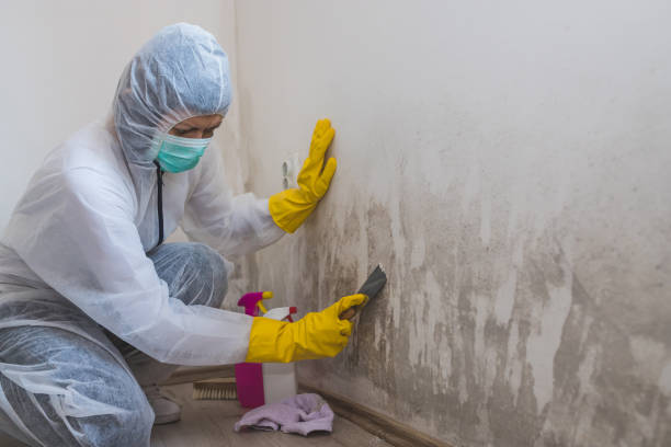 Mold Removal Process in Pelican Bay, TX