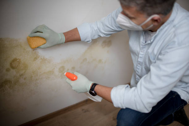 Mold Testing and Removal in Pelican Bay, TX