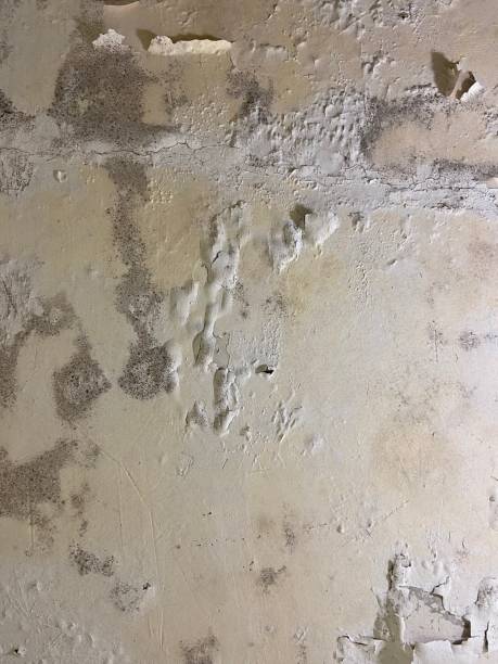 Best Fast Mold Removal  in Pelican Bay, TX
