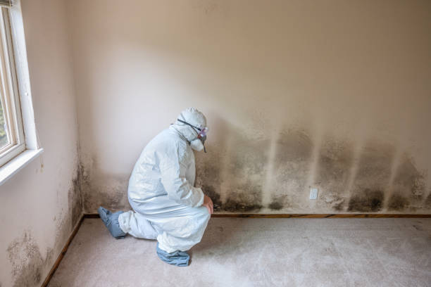 Best Attic Mold Removal  in Pelican Bay, TX