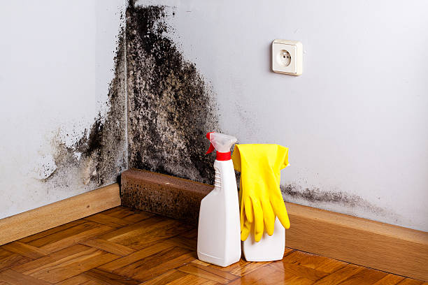 Best Same-Day Mold Removal  in Pelican Bay, TX