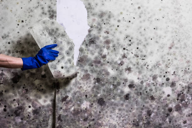 Best Mold Damage Repair  in Pelican Bay, TX